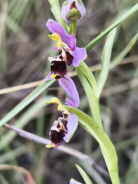 Ophrys santonica  - Richard Fay