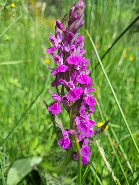 Dactylorhiza majalis  - Pere Espinet