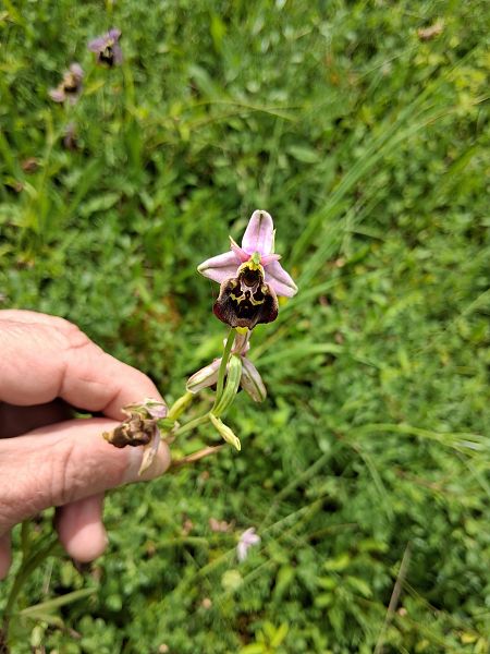Ophrys fuciflora  - Charles Paillet