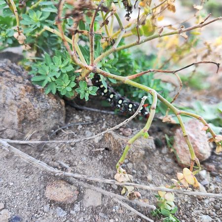 Hyles euphorbiae  - Loréna Merlino