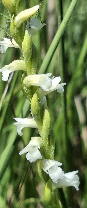 Spiranthes aestivalis 