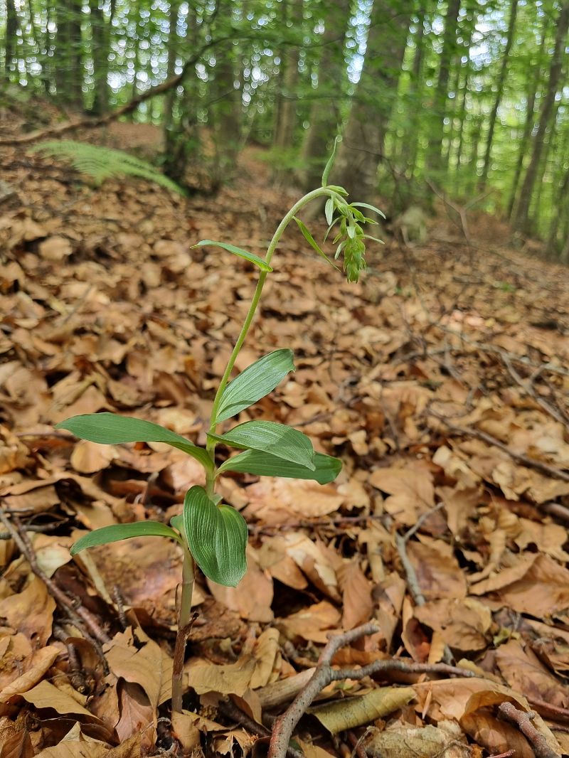 Epipactis indet. group. helleborine  - Pere Espinet