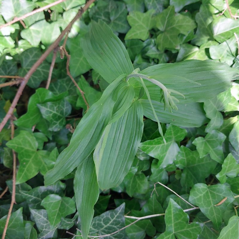 Epipactis indet. group. helleborine  - Christiane Geneix