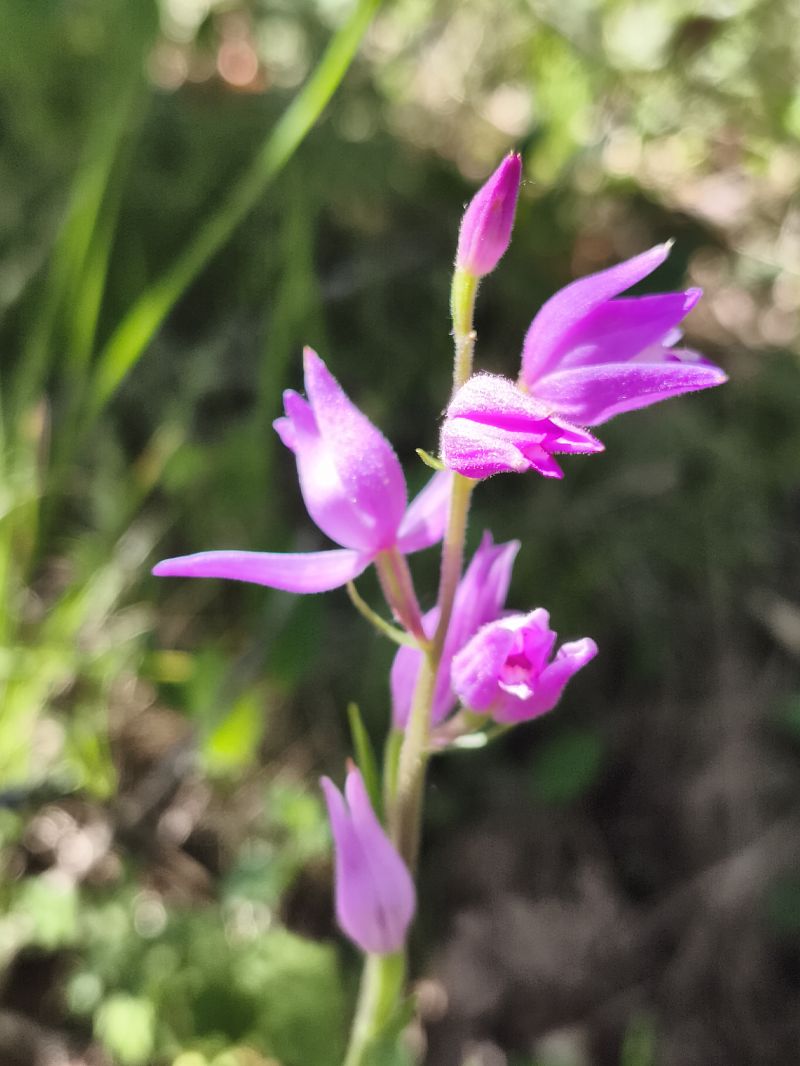 Cephalanthera rubra  - Richard Fay