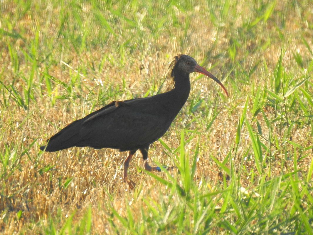Ibis ermità  - Andreu Duclau
