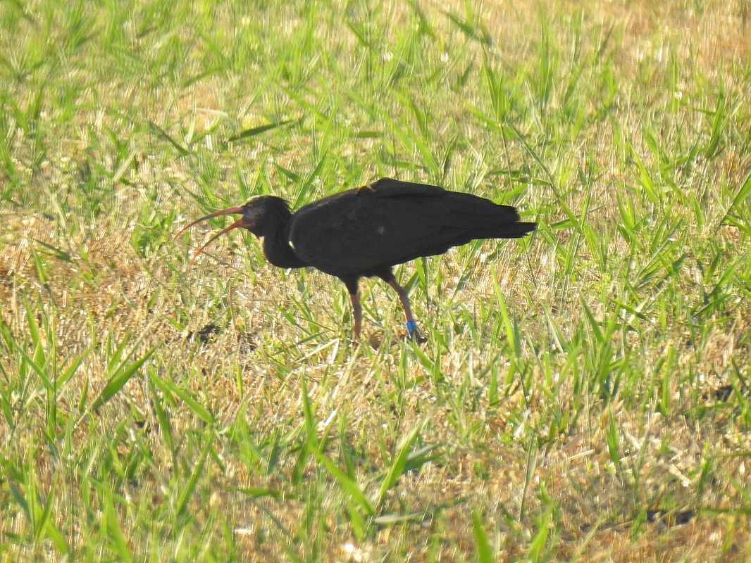 Ibis ermità  - Andreu Duclau