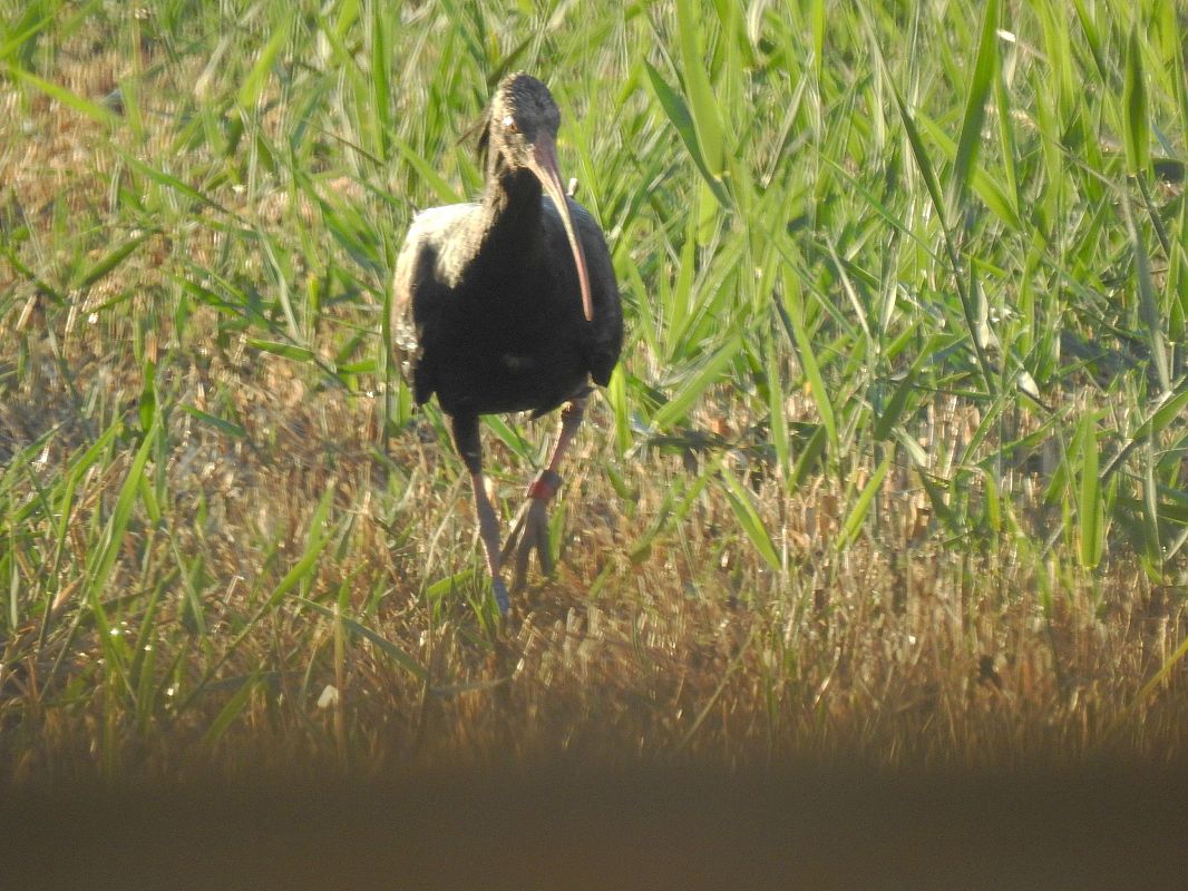 Ibis ermità  - Andreu Duclau