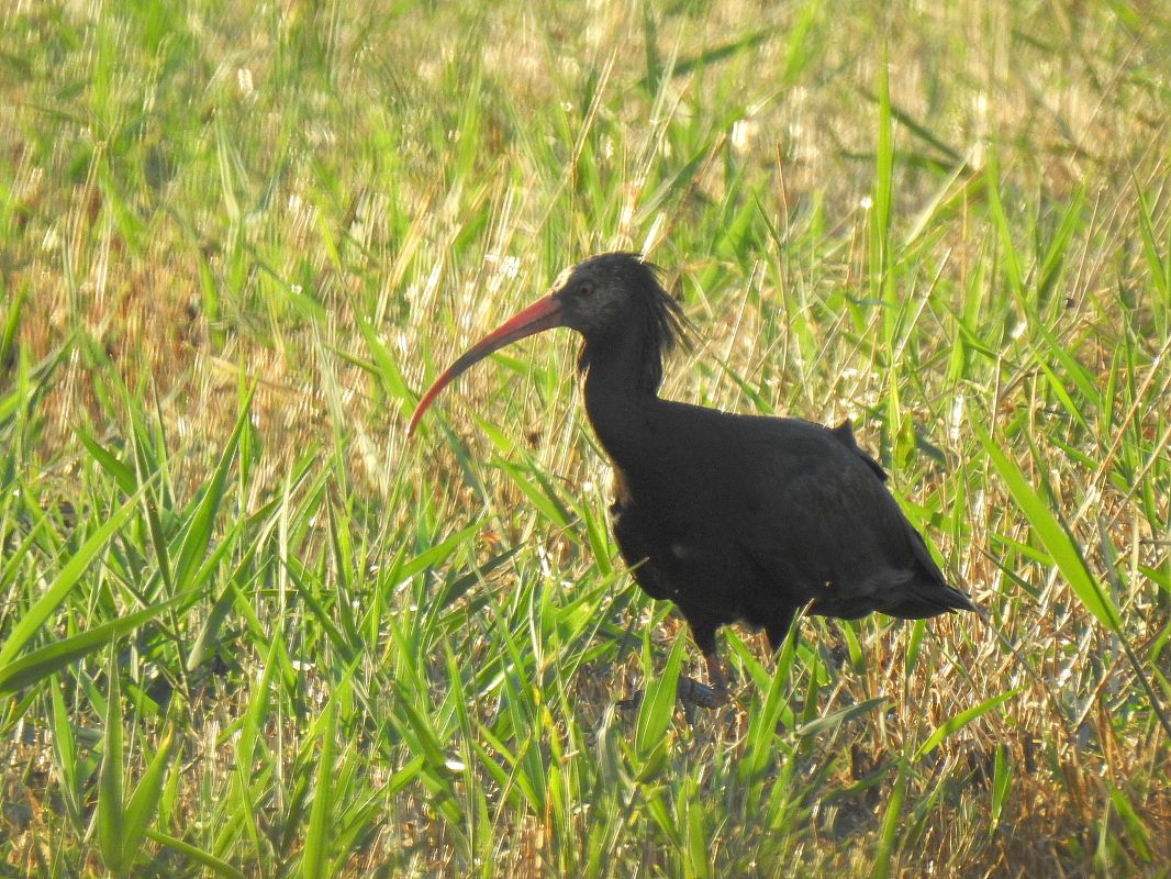Ibis ermità  - Andreu Duclau
