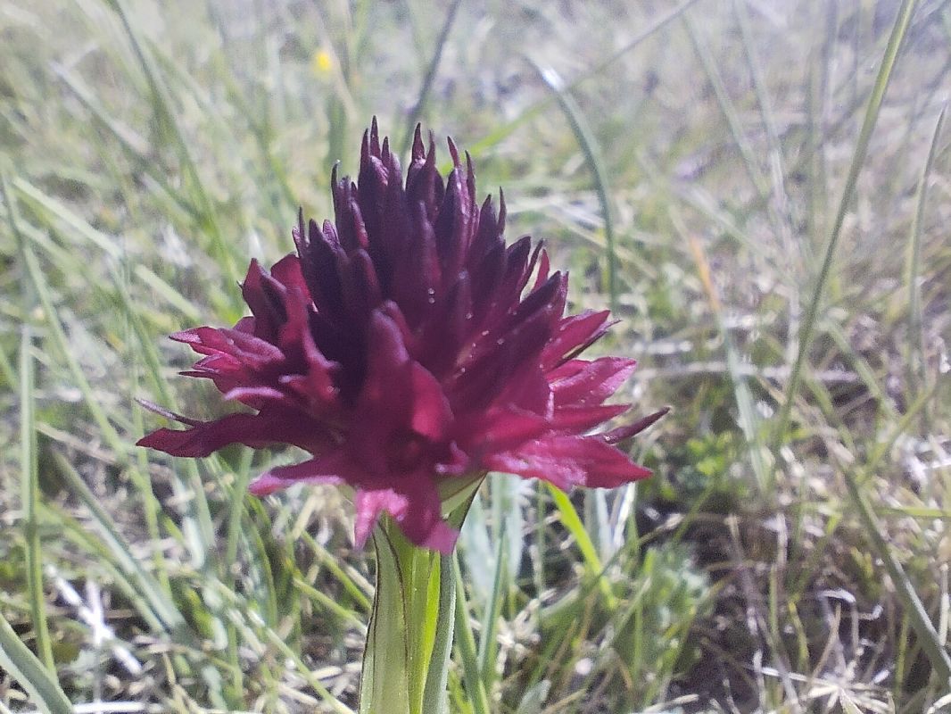 Gymnadenia gabasiana / G. austriaca  - Jordi Garcia-Pausas