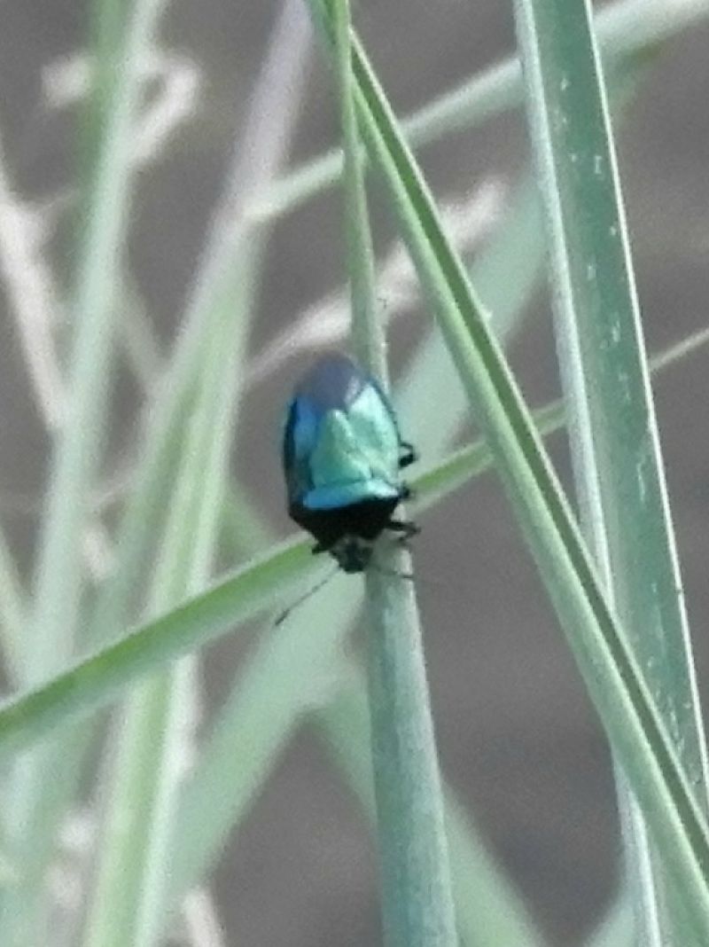 Zicrona caerulea  - Massimo Tassinari