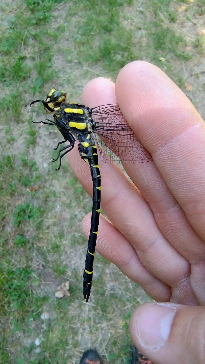 Cordulegaster bidentata  - Battisti Andrea