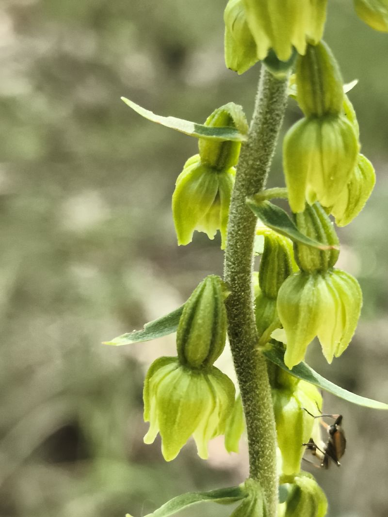 Epipactis muelleri  - Richard Fay