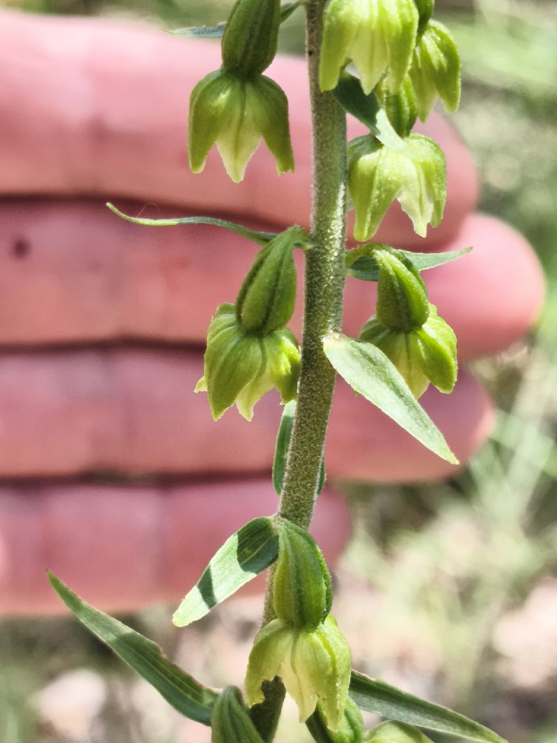 Epipactis muelleri  - Richard Fay