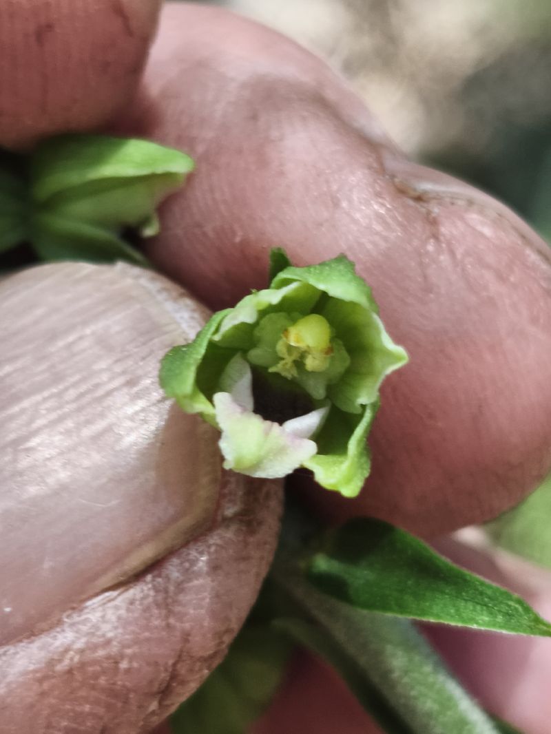 Epipactis muelleri  - Richard Fay