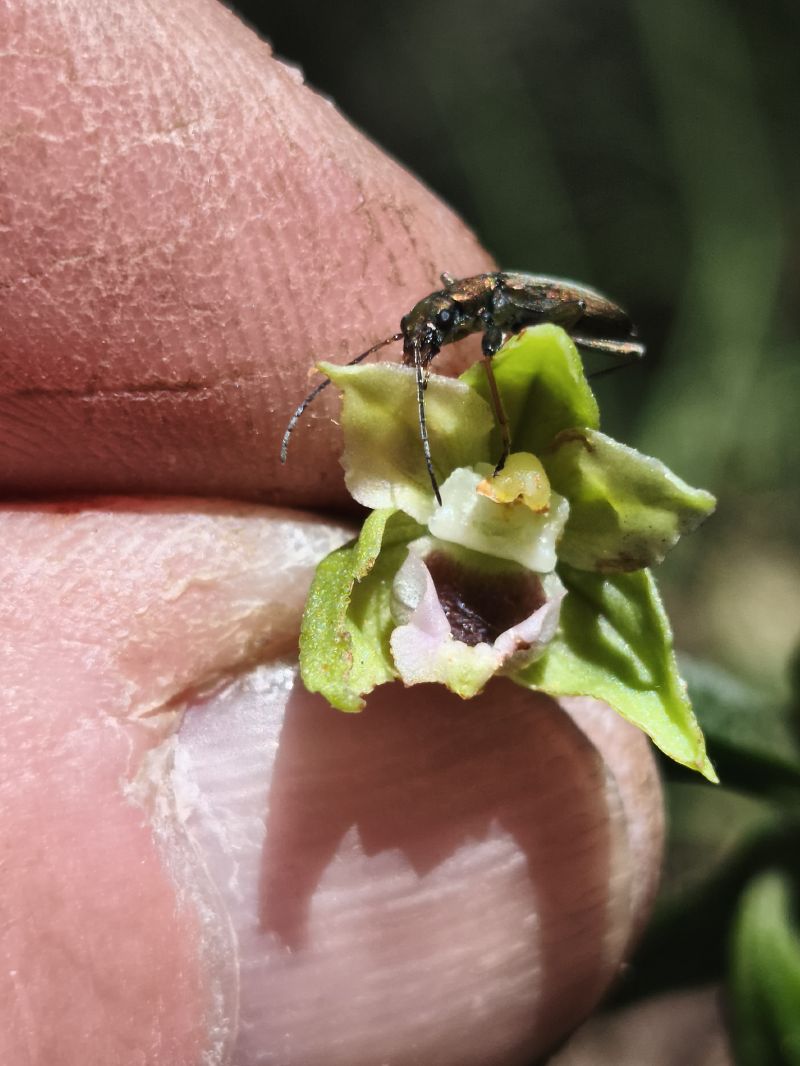 Epipactis muelleri  - Richard Fay