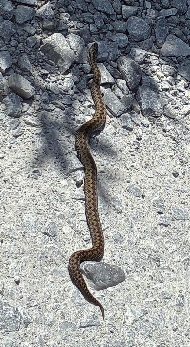 Vipera aspis / berus  - Paolo Pietrobon (FVG)