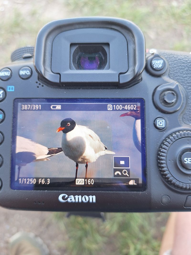 Mouette mélanocéphale 