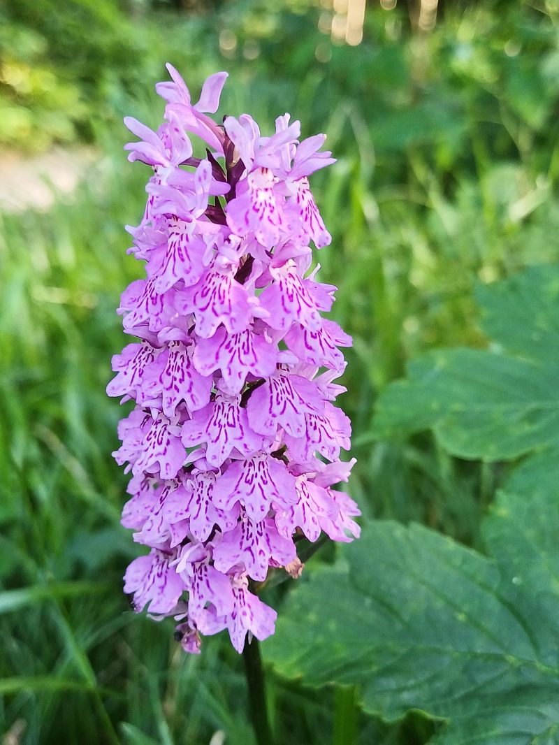 Dactylorhiza maculata subsp. fuchsii  - Sara Stella (FVG)