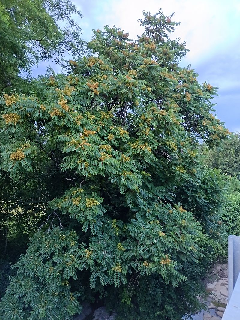 Ailanthus altissima  - Tiziano Fiorenza (FVG)