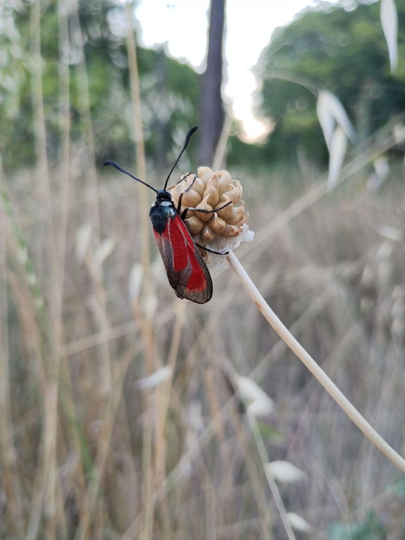 Zygaena erythrus  - Marco Cortemiglia
