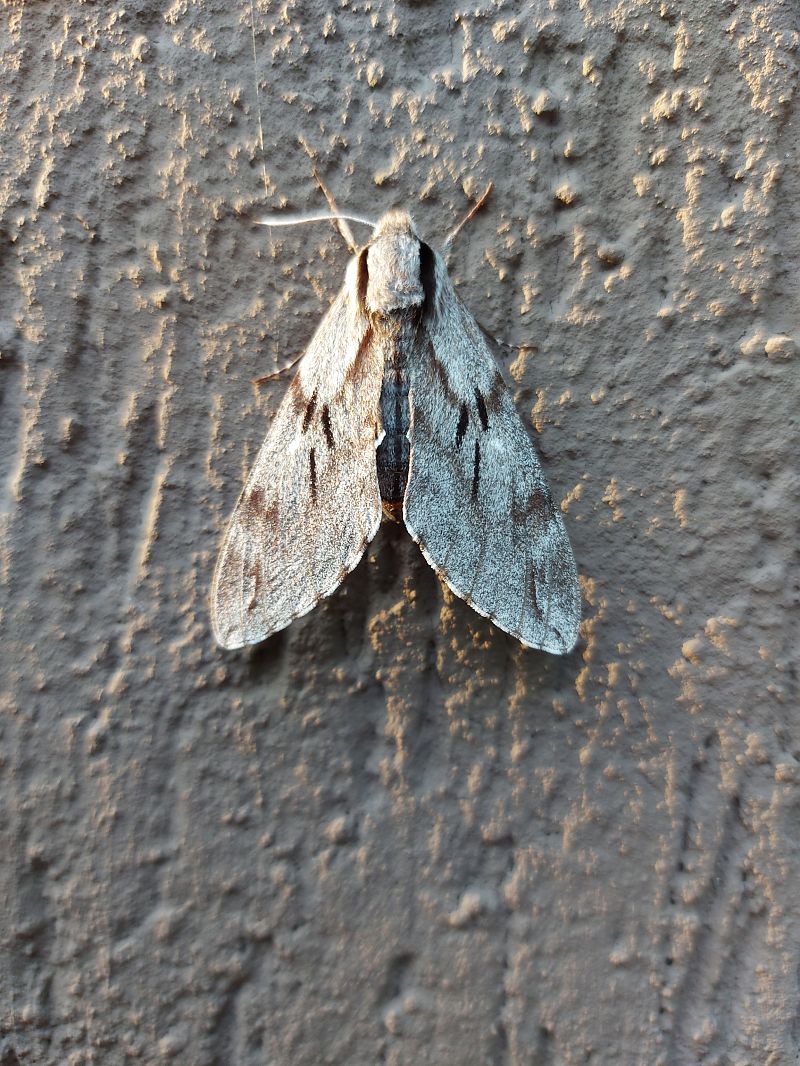Hyloicus pinastri  - Lorenzo Lanzani