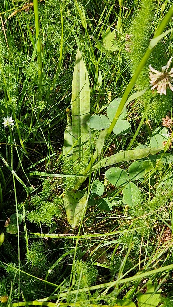 Dactylorhiza maculata  - Bruno Souny