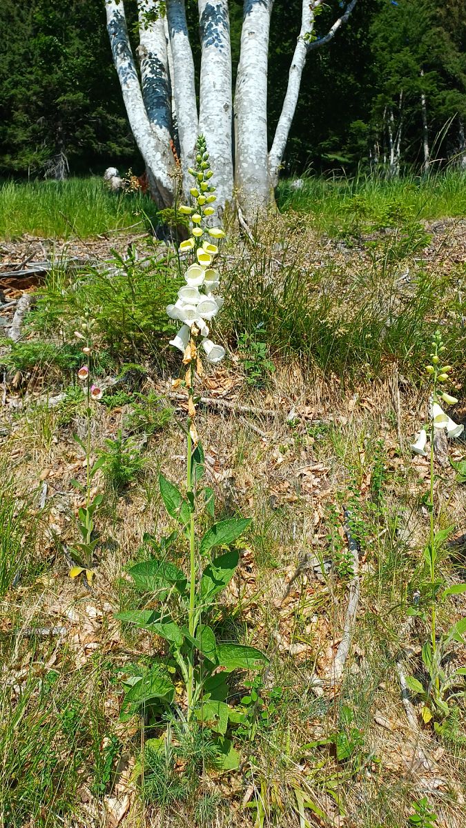 Digitalis sp.  - Angelo Sinuello (FVG)