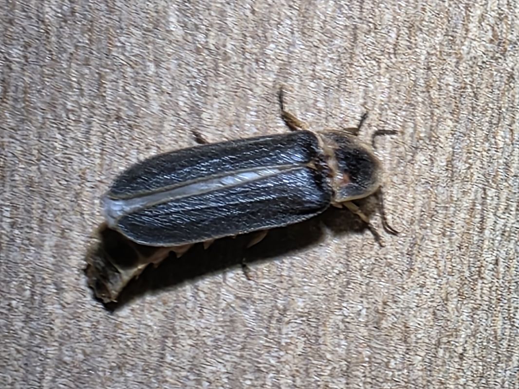 Lampyris noctiluca  - Segimon Rovira Comas