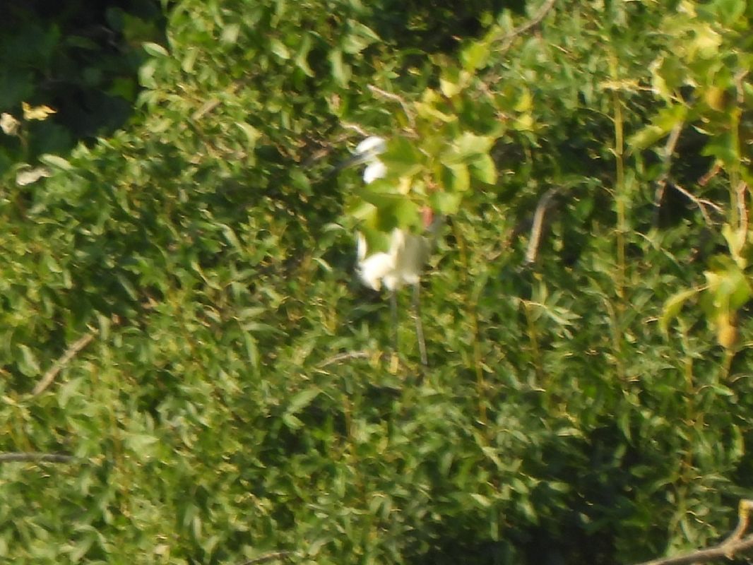 Martinet blanc  - Joan Pessarrodona