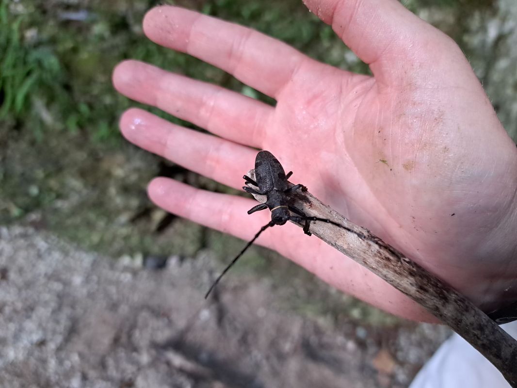 Coleoptera sp.  - Michela Tomasella (FVG)