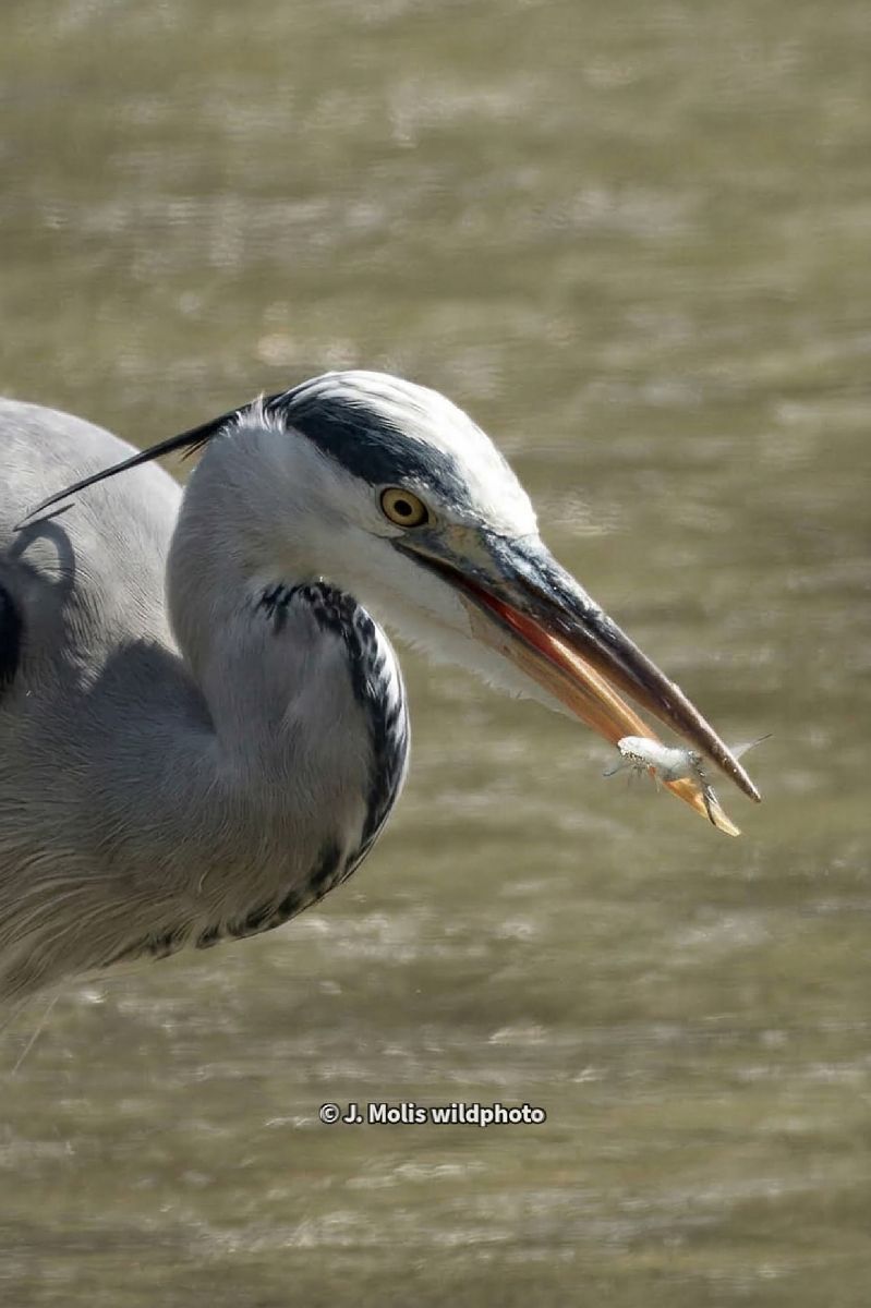 Bernat pescaire  - Jose Molis