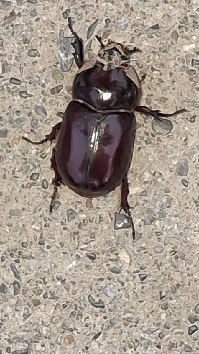Oryctes nasicornis  - Udo Thoma