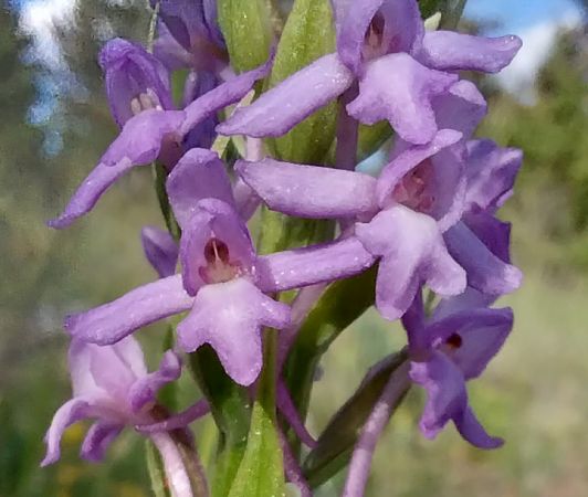 Gymnadenia pyrenaica  - Pierre Defontaines