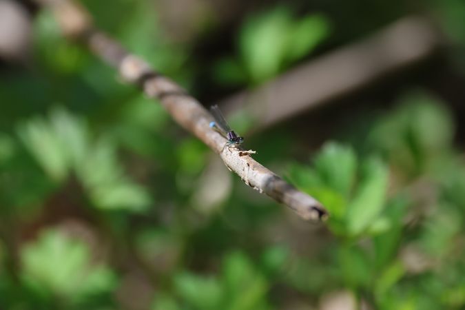 Ischnura elegans  - Enrico Franchin