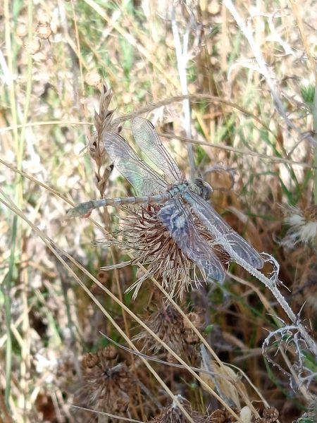Paragomphus genei  - Salvatore Surdo