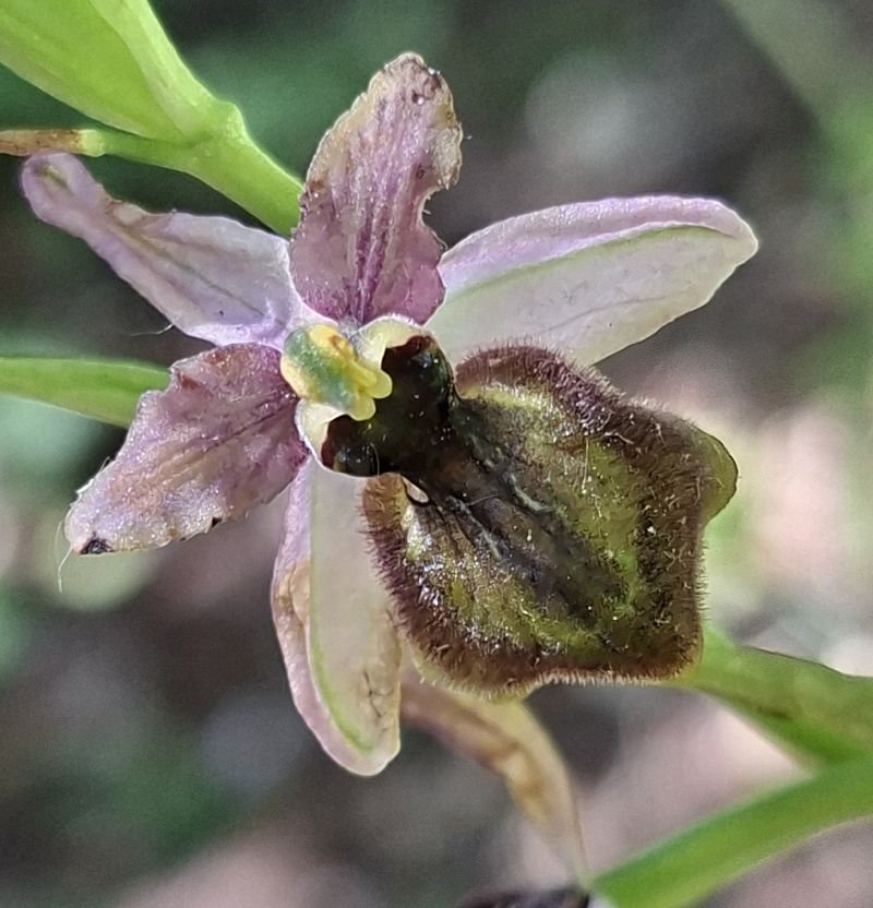 Ophrys aveyronensis 