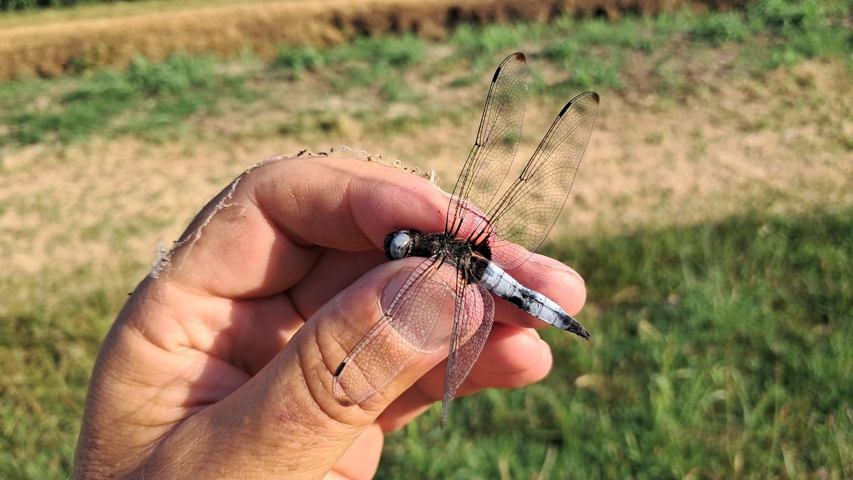 Libellula fulva  - Roberto Fabbri