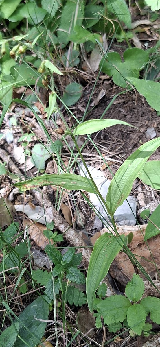 Epipactis muelleri 