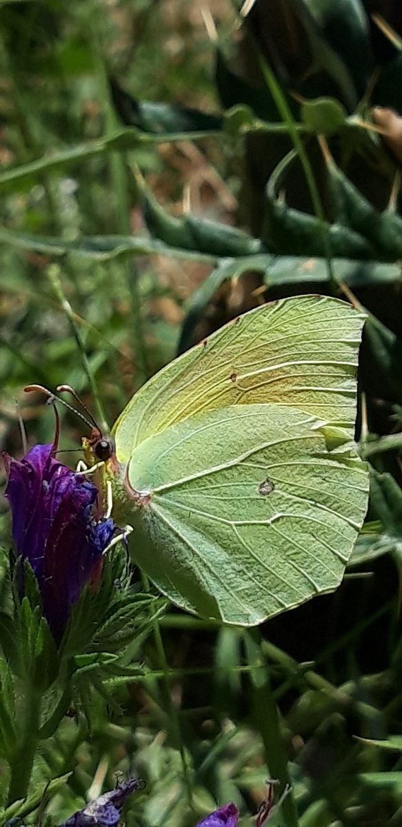 Gonepteryx cleopatra  - Michele Cento