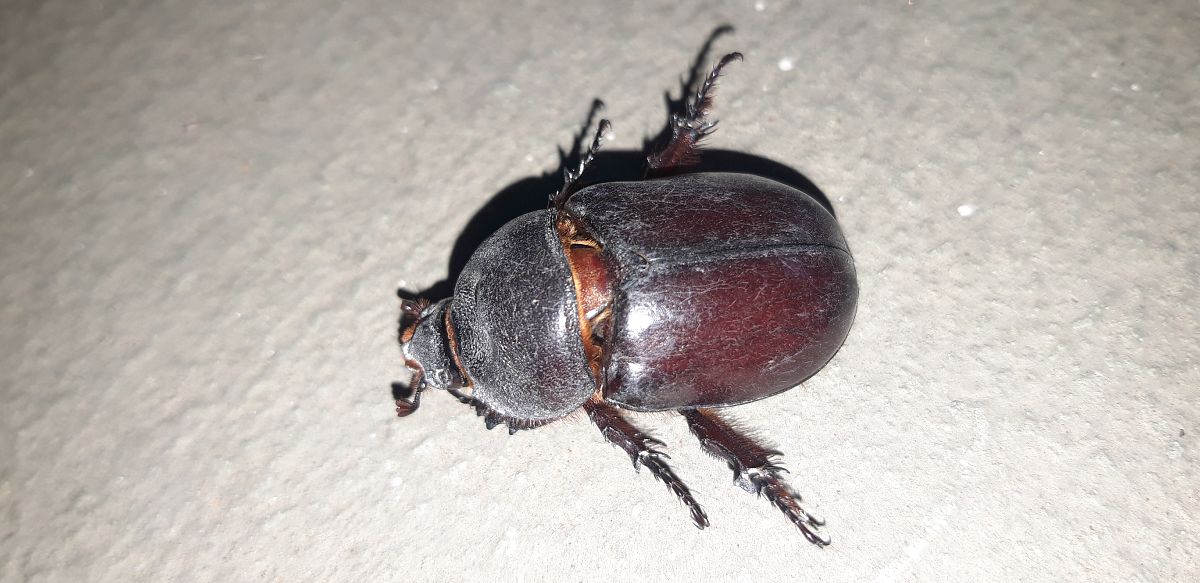 Oryctes nasicornis  - Michele Cento
