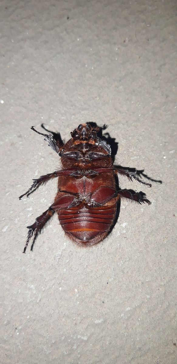 Oryctes nasicornis  - Michele Cento