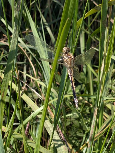 Orthetrum albistylum  - Andrea Verdelli