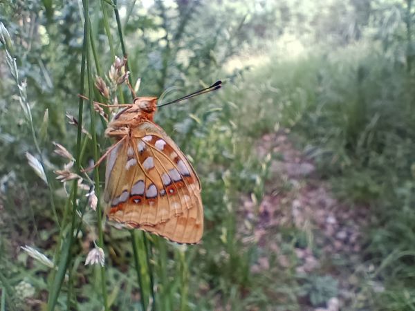 Fabriciana adippe  - Alexandra Cfr Mareschi (FVG)