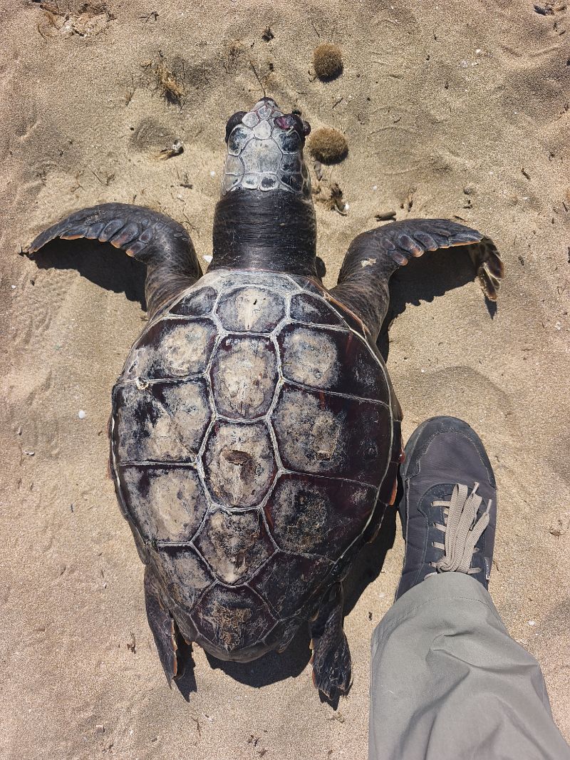 Tartaruga caretta  - Fabio Cilea
