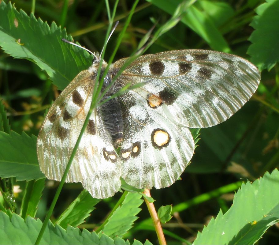 Parnassius apollo  - Monica Carabella