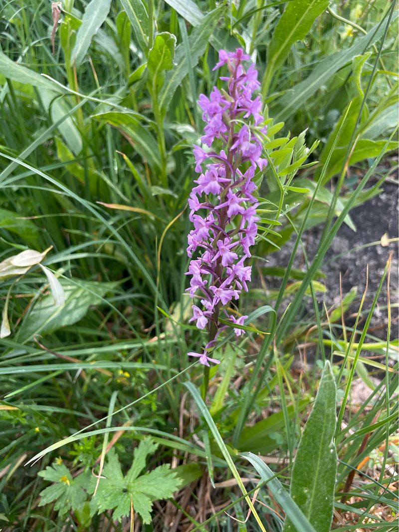 Gymnadenia conopsea  - Arthur Léonard