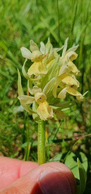 Dactylorhiza sambucina 