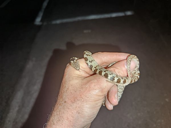 Serpente gatto europeo  - Tiziano Fiorenza (FVG)