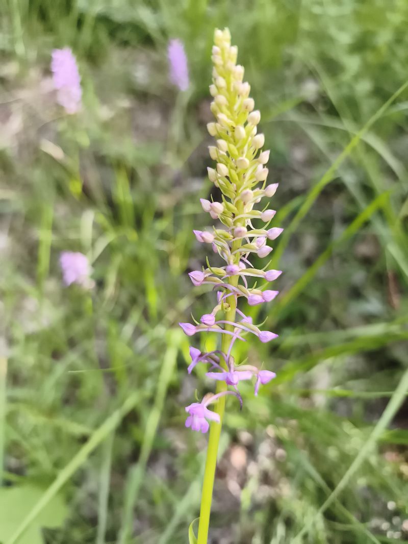 Gymnadenia conopsea  - Richard Fay