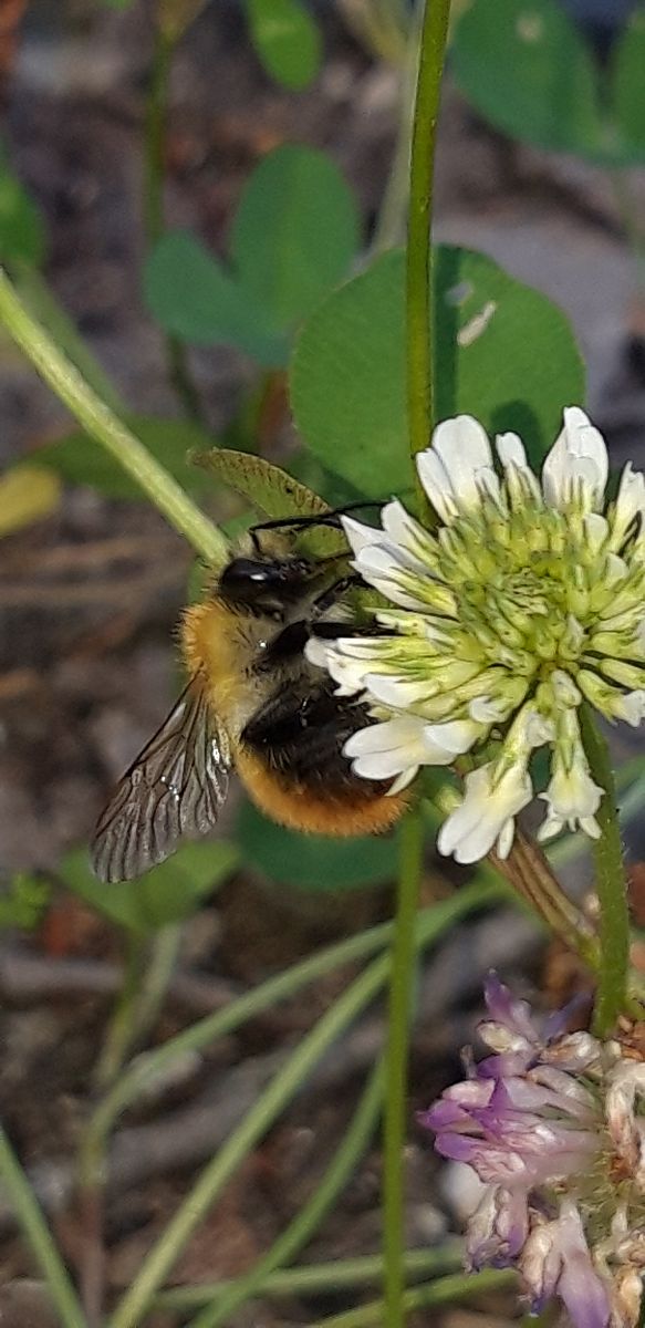 Bombus sp.  - Michele Cento